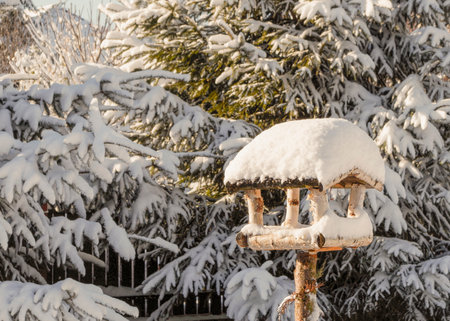 bird feeder in winterの写真素材