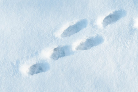 abstraction, snow-white background, trail on snow