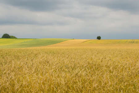Field of golden wheat. Cloudy, stormy skies. Yellow and green colors of the fieldの写真素材