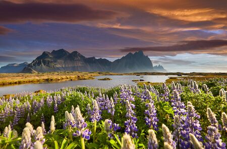 Famous grass hills with magical lupine flowers near Stokksnes cape, Vestrahorn  , Iceland, Europe. Popular tourist attraction. Beauty world. Black sand dunes on the beach. Postcard.の写真素材