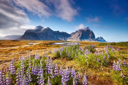 Famous grass hills with magical lupine flowers near Stokksnes cape, Vestrahorn (Batman Mountain), Iceland, Europe. Popular tourist attraction. Beauty world. Black sand dunes on the beach. Postcard.の写真素材