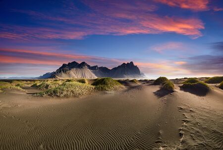 Famous grass hills with magical lupine flowers near Stokksnes cape, Vestrahorn  , Iceland, Europe. Popular tourist attraction. Beauty world. Black sand dunes on the beach. Postcard.の写真素材