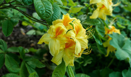 yellow azalea flower in the botanical gardenの写真素材