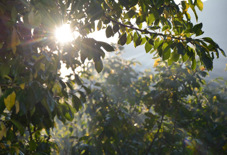 autumn sun shining through the branches of an apple tree