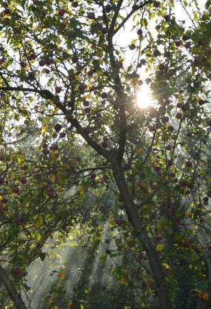 autumn sun shining through the branches of an apple treeの写真素材