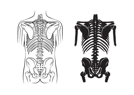 human bone, anatomyのイラスト素材