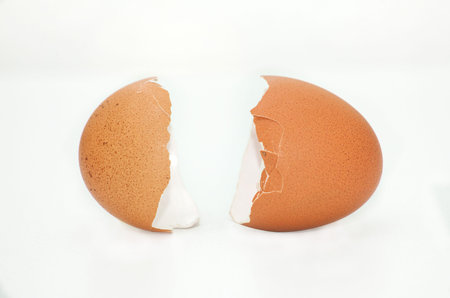 eggshell 2