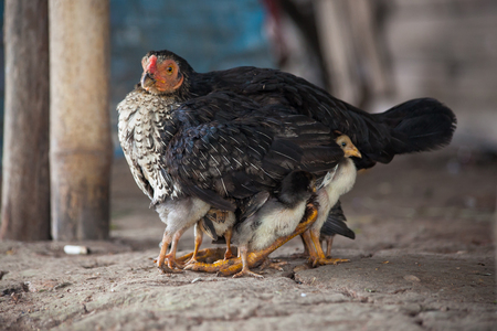Hen with its chicks againstの写真素材