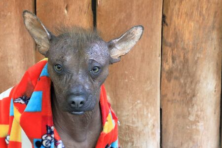 Peruvian dogの写真素材