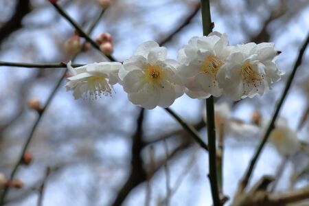 The White flowers of cherry blossoms in the Japanの写真素材