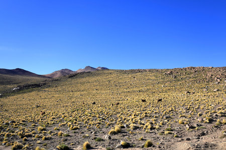 Grass field in the Atacama desert, Chileの写真素材