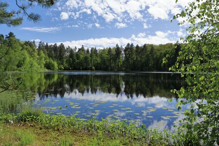 Spring forest in full bloom against the backdrop of the lake in Polandの写真素材