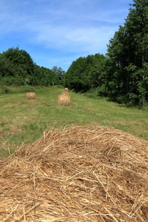 Haystacks in arable fields. Village on a sunny summer day. Round hay bales.の写真素材