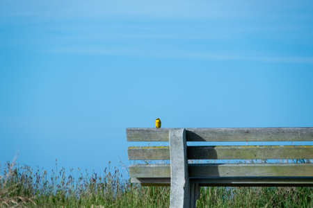 Yellow bird on a Bench with blue sky backgroudの写真素材