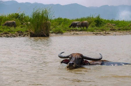 Swimming buffalo in Inle Lake in summer, Myanmarの写真素材