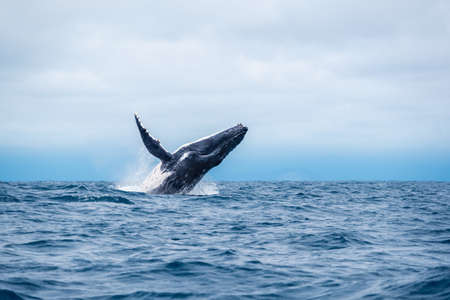 Humpback whale breaching in the ocean near Isla de la Plata. Humpback whale jumps out of the water, Ecuadorの写真素材