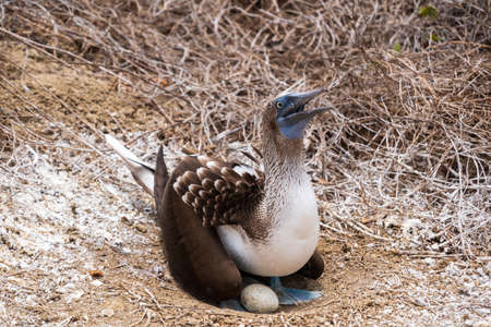 Blue-footed Booby laying on egg for hatching in the nest, famous bird in Ecuador, Isla de la Plata (Plata Island), Ecuadorの写真素材