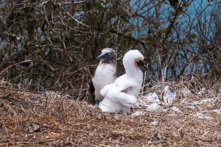 Blue-footed Booby in the nest with its chick. Baby Blue-footed Booby in Isla de la Plata (Plata Island), Ecuadorの写真素材
