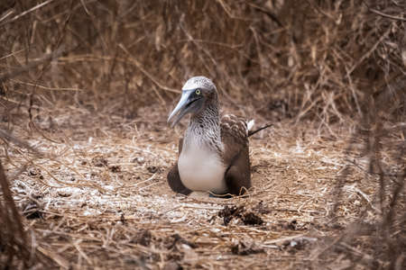 Blue-footed Booby with its eggs for hatching in the nest, famous bird in Ecuador, Isla de la Plata (Plata Island), Ecuadorの写真素材