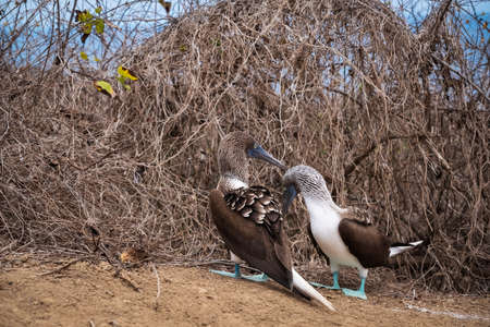 Couple of Blue-footed Booby. Bird watching in Isla de la Plata (Plata Island), Ecuadorの写真素材