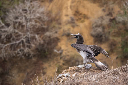 Yong Blue-footed Booby on a cliff. Bird shed feathers, Isla de la Plata (Plata Island), Ecuadorの写真素材