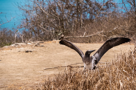 Young Blue-footed Booby with open wings. Bird shed feathers in Isla de la Plata (Plata Island), Ecuadorの写真素材
