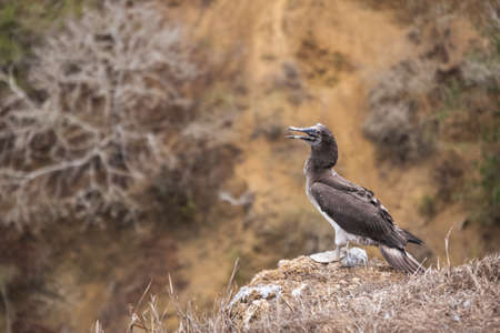 Young Blue-footed Booby on a cliff. Bird shed feathers in Isla de la Plata (Plata Island), Ecuadorの写真素材