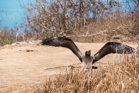 Young Blue-footed Booby with open wings. Bird shed feathers in Isla de la Plata (Plata Island), Ecuadorの写真素材