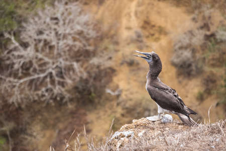 Young Blue-footed Booby on a cliff. Bird shed feathers in Isla de la Plata (Plata Island), Ecuadorの写真素材