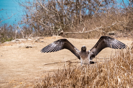 Young Blue-footed Booby with open wings. Bird shed feathers in Isla de la Plata (Plata Island), Ecuadorの写真素材