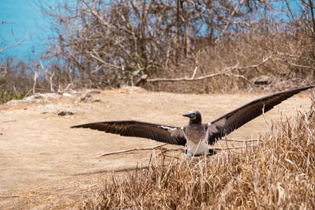 Young Blue-footed Booby with open wings. Bird shed feathers in Isla de la Plata (Plata Island), Ecuadorの写真素材