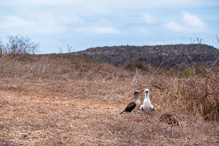 Bird watching in Isla de la Plata (Plata Island). Blue-footed Booby with its chick, Ecuadorの写真素材