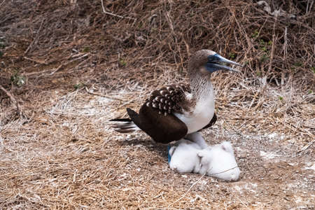 Blue-footed Booby in the nest with its chick. Baby Blue-footed Booby in Isla de la Plata (Plata Island), Ecuadorの写真素材