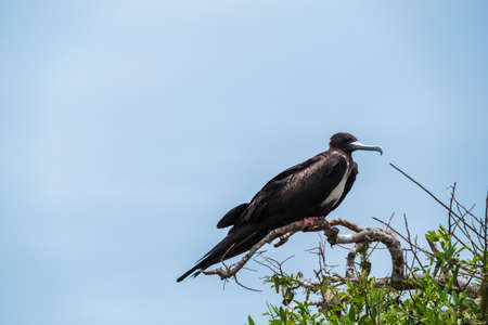 Frigatebird (female has white breast). Bird on a branch in Isla de la Plata (Plata Island), Ecuadorの写真素材