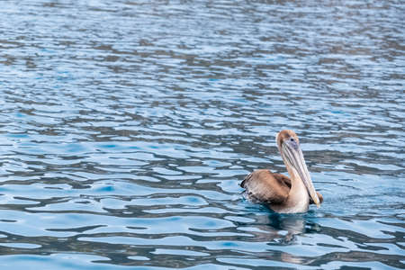 A brown pelican (Pelecanus occidentalis) floating in the pacific ocean. Seabird floating near Isla de la Plata (Plata Island), Ecuadorの写真素材