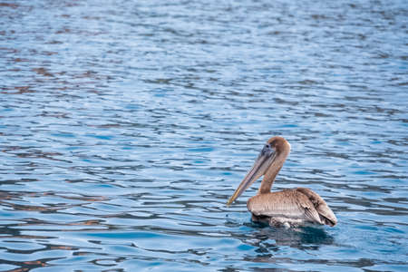 A brown pelican (Pelecanus occidentalis) floating in the pacific ocean. Seabird floating near Isla de la Plata (Plata Island), Ecuadorの写真素材