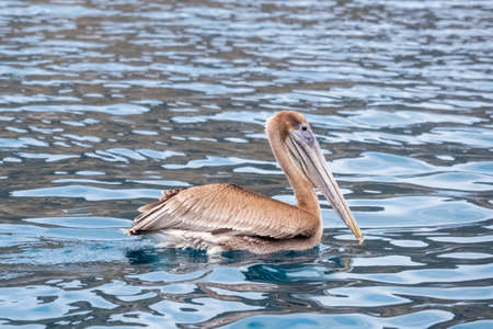 A brown pelican (Pelecanus occidentalis) floating in the pacific ocean. Seabird floating near Isla de la Plata (Plata Island), Ecuadorの写真素材