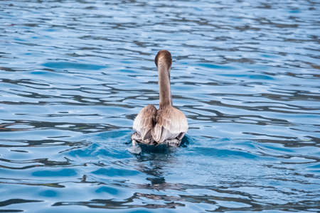 Backside of brown pelican (Pelecanus occidentalis) floating in the pacific ocean. Seabird floating near Isla de la Plata (Plata Island), Ecuadorの写真素材