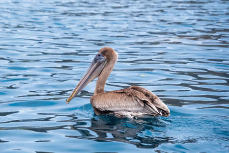 A brown pelican (Pelecanus occidentalis) floating in the pacific ocean. Seabird floating near Isla de la Plata (Plata Island), Ecuadorの写真素材