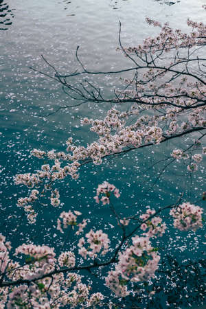 Spring cherry blossoms in  full bloom. Beautiful pink flowers sakura background. Petals floating in the water, Tokyo, Japanの写真素材