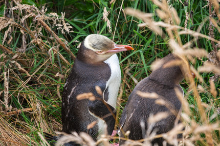 Yellow-eyed penguin in the grass, the rarest penguin species in the world, South Island of New...