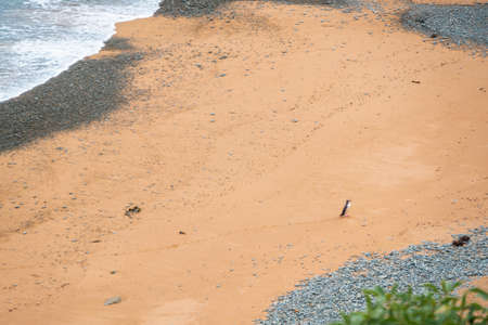 Yellow-eyed penguin coming back from the sea to the beach, the rarest penguin species in the world, South Island, New Zealandの写真素材