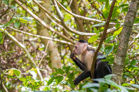 Capuchin monkey eating fruit on tree branch in the forest, Cahuita National Park of Costa Ricaの写真素材