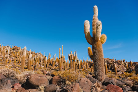 Cactus with blue sky background, Fish Island, Isla del Pescado of Uyuni, Bolivia