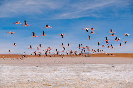 Flying pink flamingos with blue sky background, Solar de Uyuni of Boliviaの写真素材