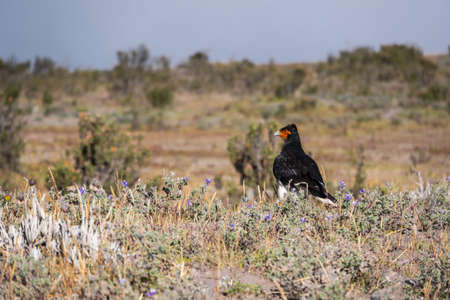Carunculated caracara bird near Cotopaxi National Park in Ecuadorの写真素材