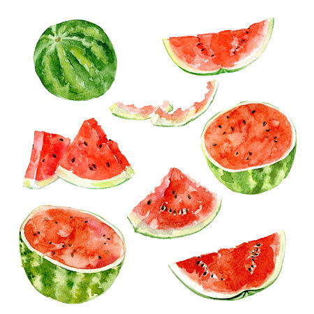 Watercolor illustration. Watermelon, half a watermelon, a piece of watermelon, a slice of watermelonの写真素材