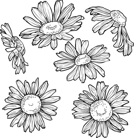 set hand drawn flowers, chamomile vector illustrationのイラスト素材
