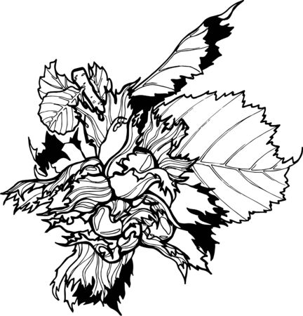 Hazelnut, filbert branch with leaves vector handdrawのイラスト素材