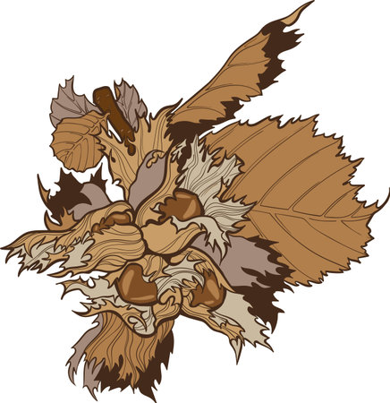 Hazelnut, filbert branch with leaves vector handdrawのイラスト素材